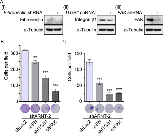 The fibronectin/integrin &#x03B2;1/FAK signaling pathway axis regulates ARNT knockdown-induced cell migration and invasion.