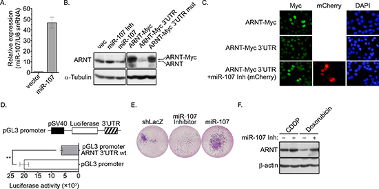 miR-107 targets ARNT to promote cancer cell invasion.