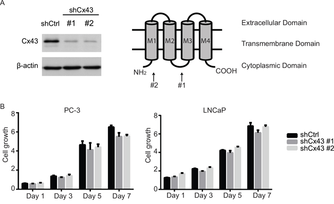 Suppression of Cx43 does not affect growth of prostate cancer cells.