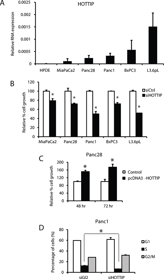 Effects of HOTTIP in pancreatic cell proliferation and cell cycle.