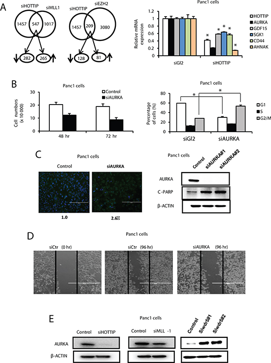 Interaction between HOTTIP, WDR5 and MLL1 on gene expression in Panc1 cells.