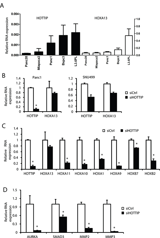 Coregulation of HOTTIP and HOX genes in pancreatic cancer cell lines.