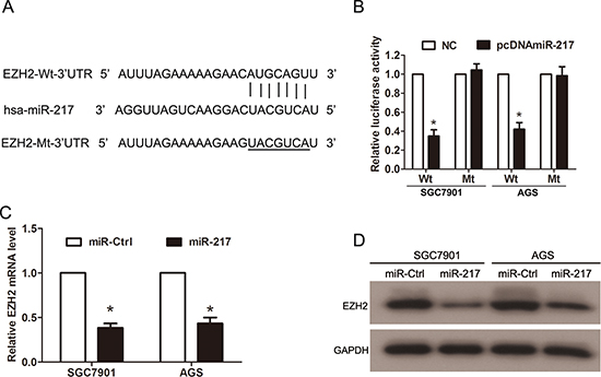 EZH2 is a direct target of miR-217 in gastric cancer cells.