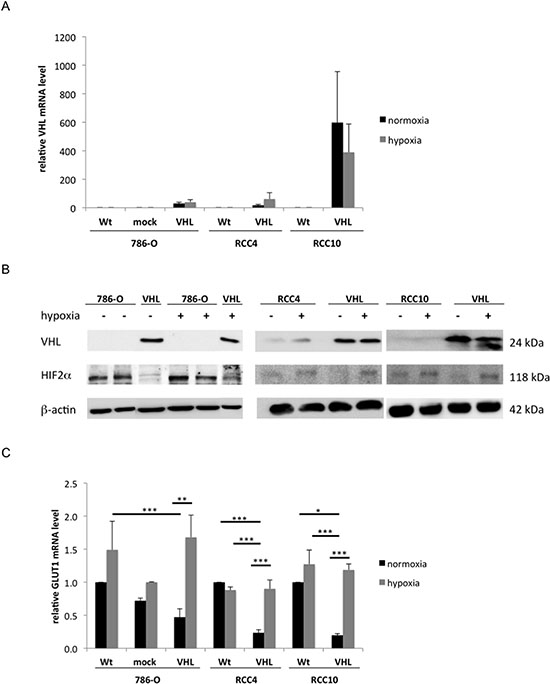 Restoration of functional VHL expression in 786-O, RCC4 and RCC10 cells.