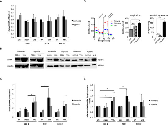 Induction of TCA and mitochondrial respiratory chain through VHL overexpression.