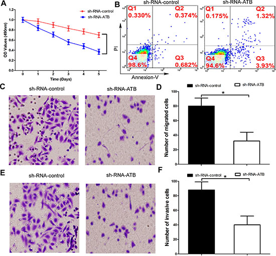 Up-regulation of lnc-ATB account for the trastuzumab resistance and high invasiveness of TR SKBR-3 cells.