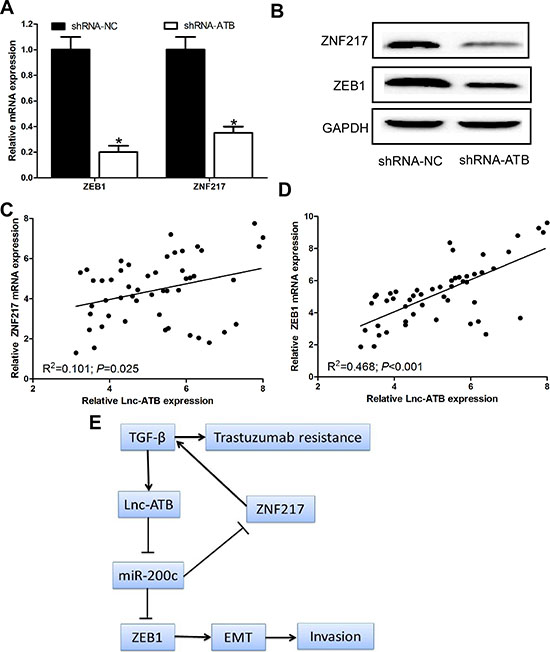 Lnc-ATB up-regulates and positive correlates with ZEB1 and ZNF217 levels.