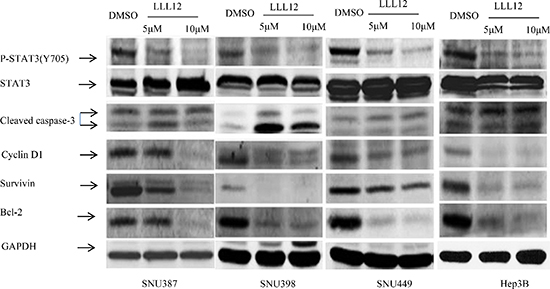 Effects of LLL12 on STAT3 target protein expressions.