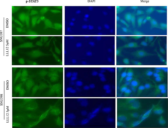 Immunofluorescence staining for p-STAT3 protein in HCC cell lines.