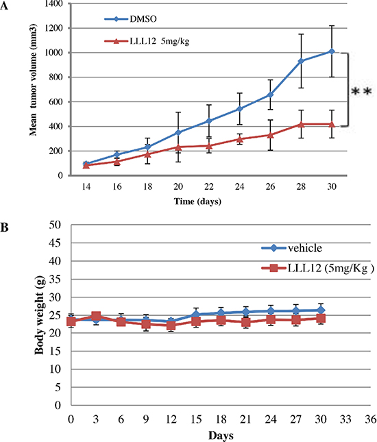 Effects of LLL12 on SNU398 xenografts.