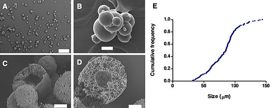 Microsphere morphology and structure. Scanning electron microscopy images of microsphere populations (A, C), and individual microspheres (B, D).