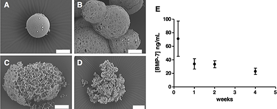 Microsphere morphology and structure during degradation in PBS (pH 7.4) BSA 1% (w/v) at 37&#x00B0;C.