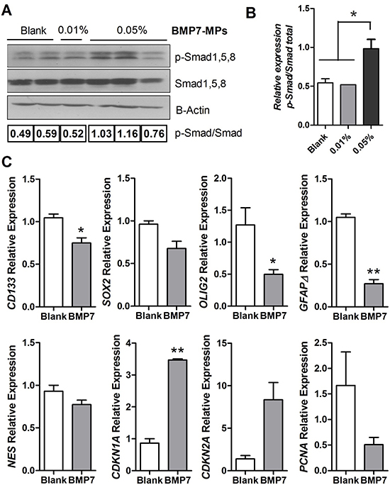 BMP signaling and gene expression analysis of the GBM xenografts.