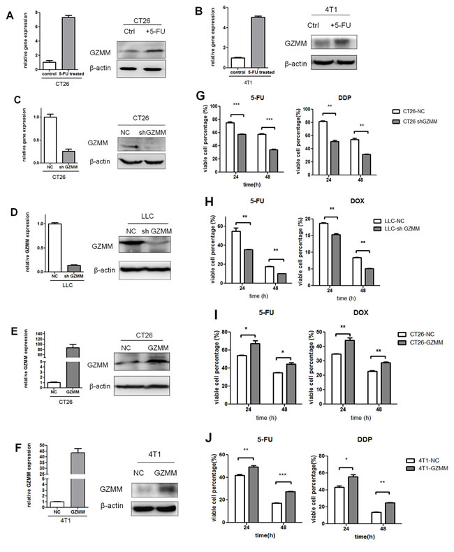 GZMM enhances chemoresistance in murine tumor cells.