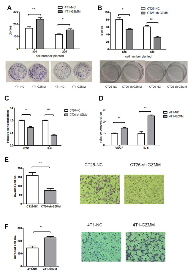 GZMM promotes cloning forming capacity, invasiveness and cytokine secretion