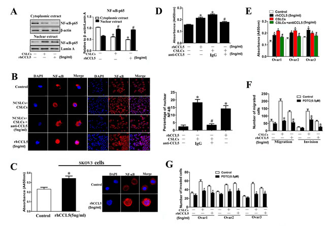 The NF-&#x3ba;B signaling pathway is involved in ovarian CSLC-mediated enhanced migration of NCSLCs.