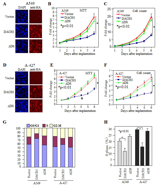 Ectopic expression of DACH1 inhibited cellular proliferation and cell cycle progression.