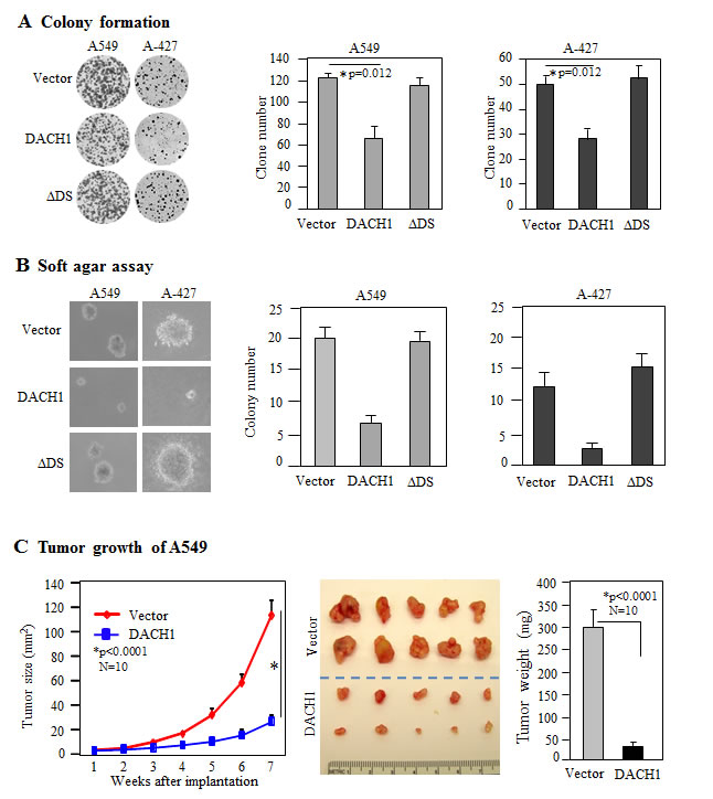 DACH1 inhibited clone formation and tumor growth in vivo.