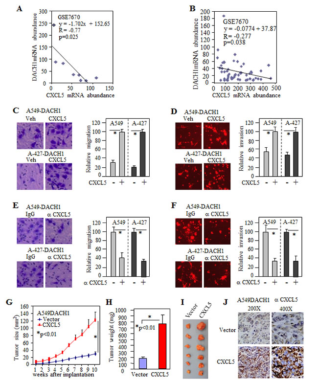 CXCL5 rescued invasion and antagonized tumor repression by DACH1.