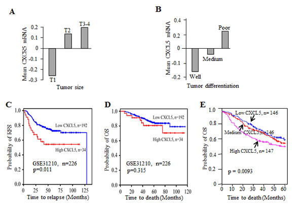 CXCL5 expression correlated with tumor stage and influenced survival in NSCLC.