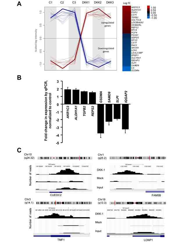 Effects of DKK-1 induction on gene expression in DLD-1 cells.