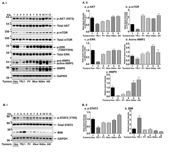 Key downstream regulators of the PI3K signaling pathway are constitutively activated by C-terminal mutants of TR&#x3b2;1.