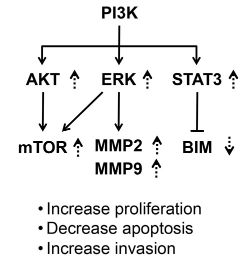 A proposed molecular model to indicate a common activated signaling initiated from activation of PI3K by the C-terminal mutants of TR&#x3b2;1.