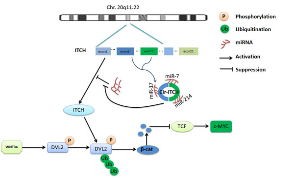 Schematic representation of the method used for the analysis of