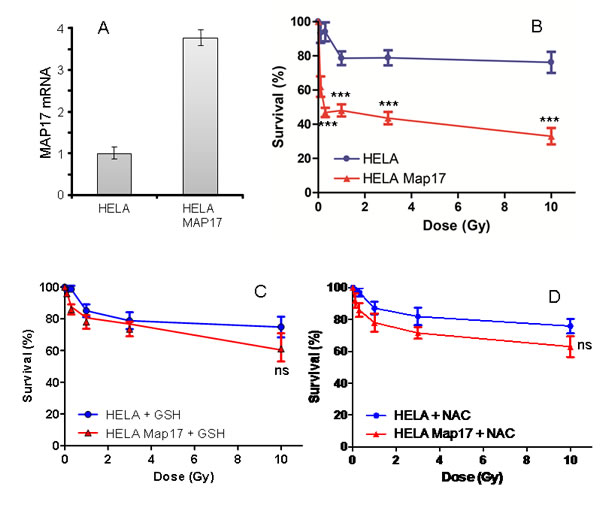 MAP17 overexpression in Hela cells induces sensitivity to radiotherapy.