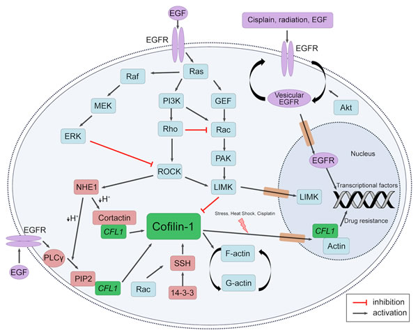 EGFR and Cofilin-1 cytosolic and nuclear crosstalk.