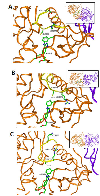 Interaction between drugs (ball-and-stick presentation) and kinase domains of EGFR (brown-the first domain and violet-the second domain).