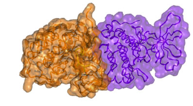 Surface presentation of the active dimer of the wt EGFR kinase subunits.