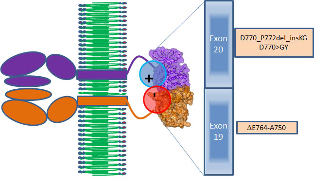 Scheme of interactions between the EGFR proteins in the active dimer (brown and violet).