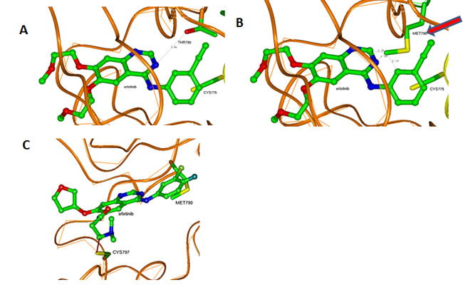 Interactions of erlotinib and afatinib in the ATP-binding pocket of EGFR kinases.