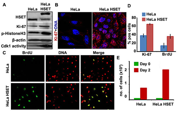 Cell proliferation is enhanced in HeLa cells that stably overexpress HSET.