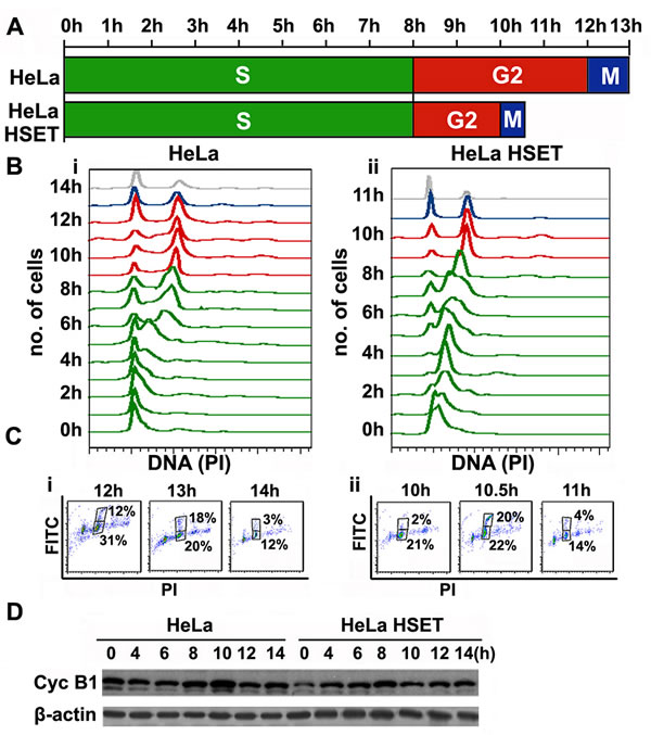 HSET overexpression accelerates cell cycle kinetics.