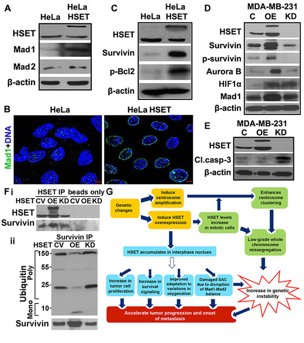 HSET overexpression upregulates survival proteins and disrupts balance of checkpoint proteins.