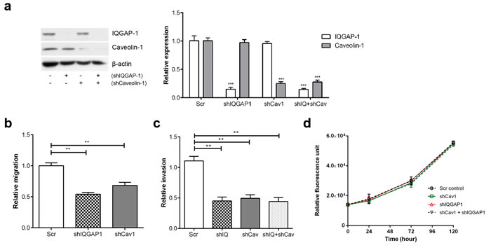 Knockdown of IQGAP1 and/or caveolin-1 in PC-3 cells reduces migration and invasion