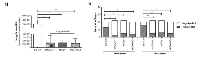 fig6d