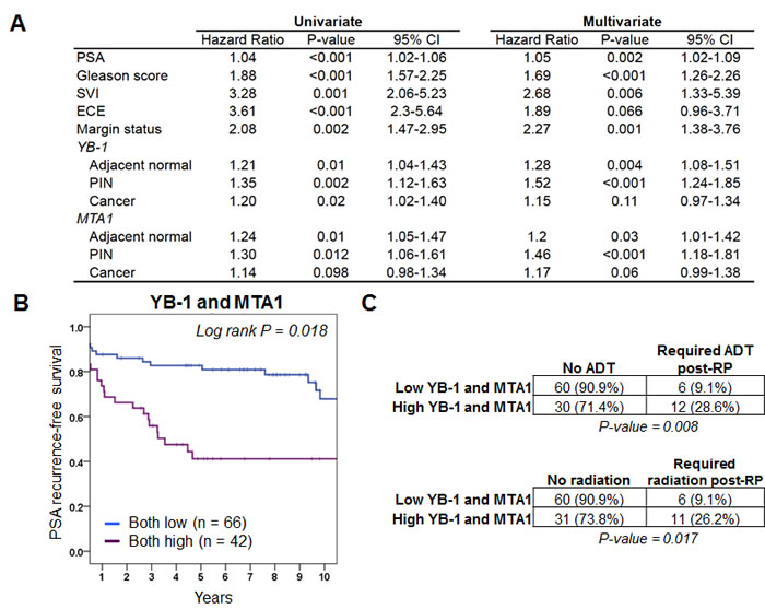 YB-1 and MTA1 protein levels are predictors of PSA recurrence-free survival and future need for androgen deprivation therapy or radiation therapy.