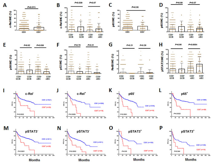 Association between CD5 and NF-&#x3ba;B/STAT3 activation in DLBCL and the independent prognostic significance of CD5 expression .
