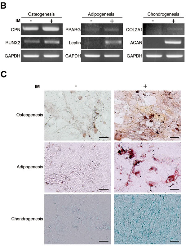 fig1b