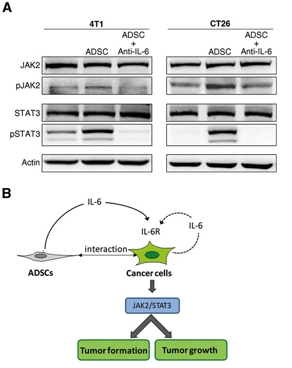 Activation of IL-6-dependent pathway in breast and colon cancer cells upon co-culture with ADSCs.