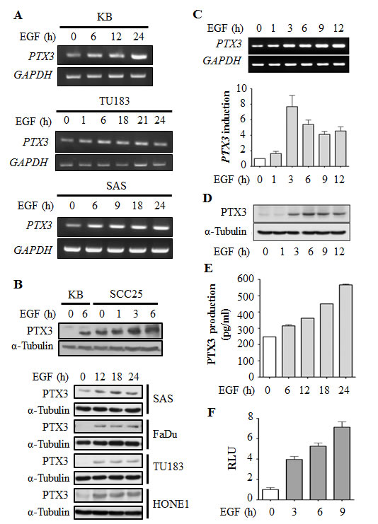 EGF induces transcriptional activation of PTX3 gene expression in head and neck squamous cell carcinoma (HNSCC) cell lines.