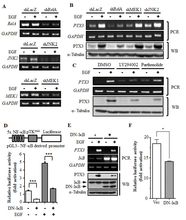 Activation of NF-&#x3ba;B is essential for EGF-induced PTX3 expression.