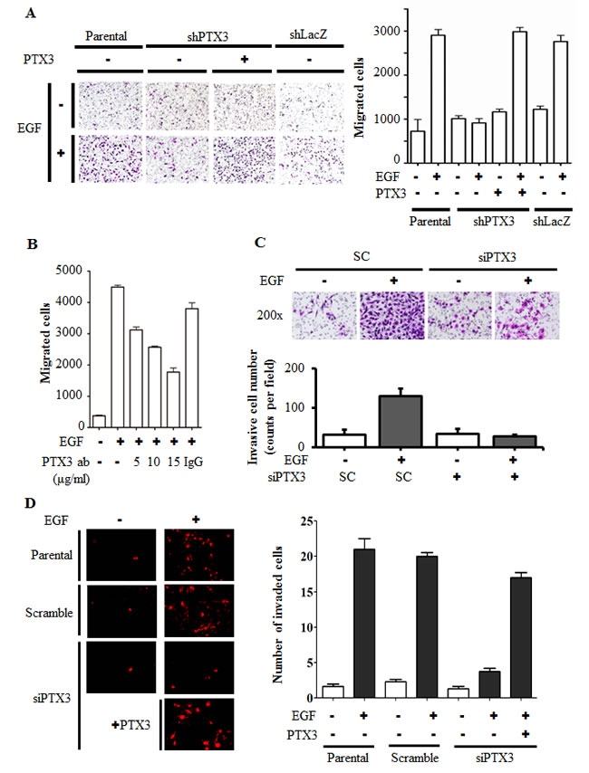 EGF-induced PTX3 enhances tumor migration and invasion.