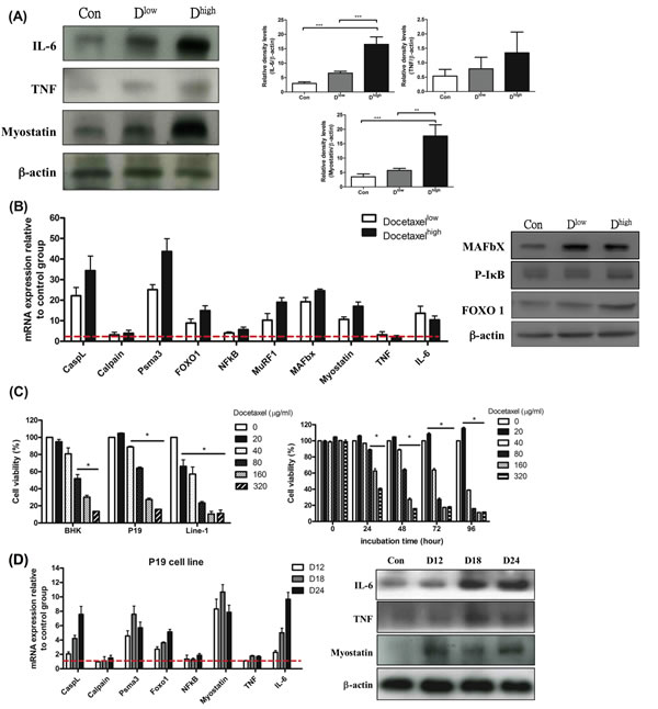 mRNA and protein levels for genes encoding cachexic factors and proteolytic relative signaling molecules in docetaxel-induced muscle atrophy
