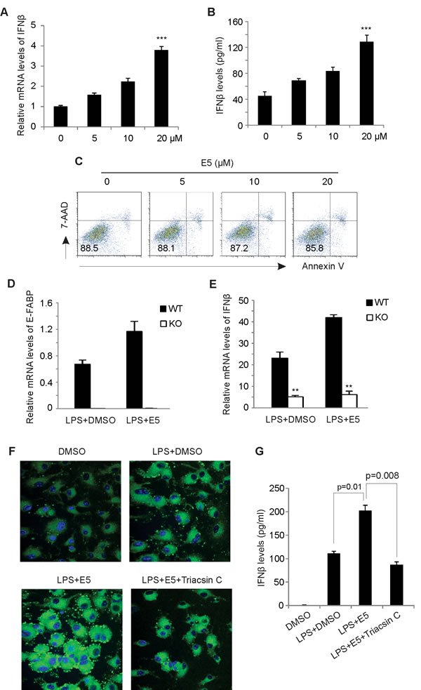 EI-05 treatment promotes IFN&#x3b2; production in macrophages.