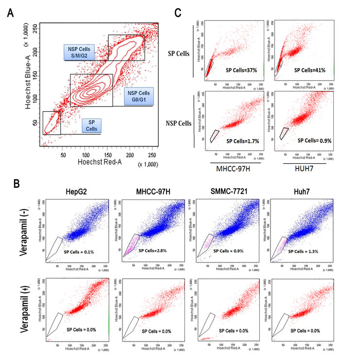 Identification of side population in HCC cell lines.