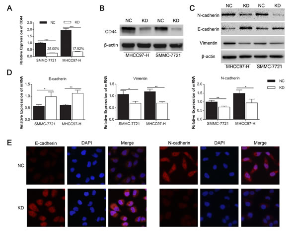 Fig.2: Knockdown of CD44 induced the MET in SMMC-7721 and MHCC97-H cells.